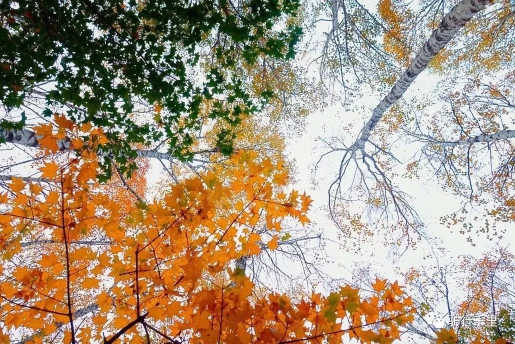 【喇叭溝門】10/13，喇叭溝門原始森林，看漫山紅葉、賞金秋白樺，免票線