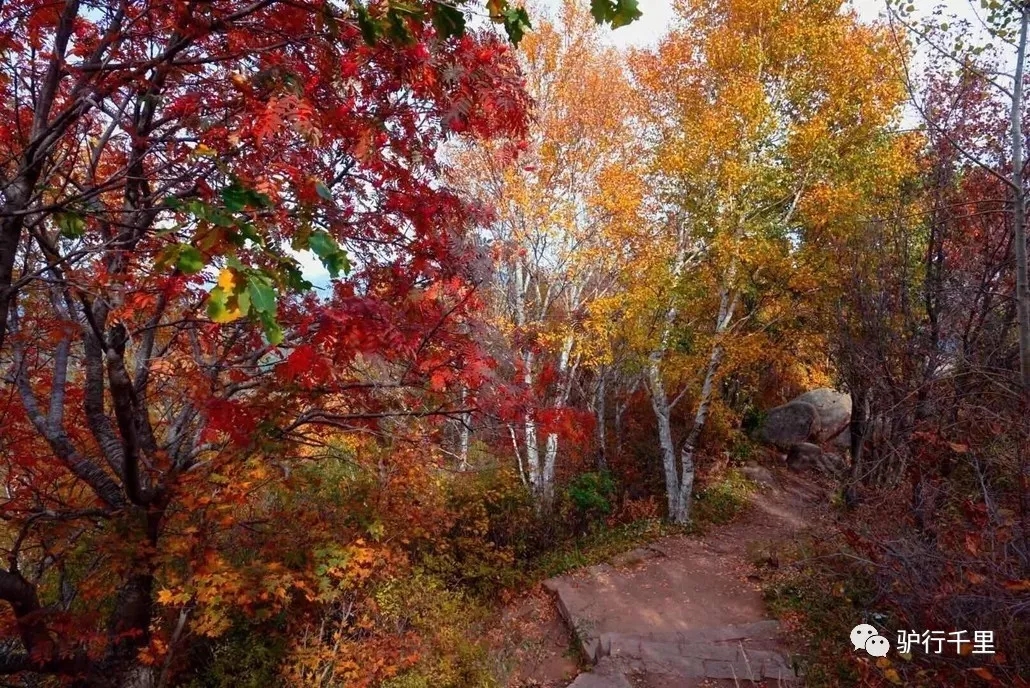 【喇叭溝門】10/13，喇叭溝門原始森林，看漫山紅葉、賞金秋白樺，免票線