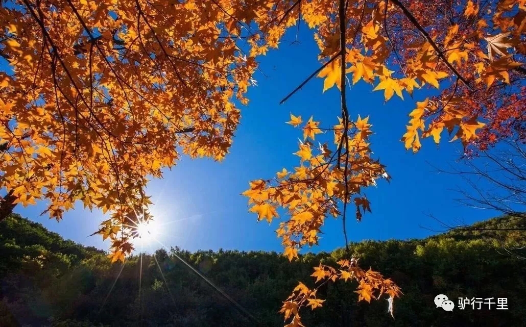【喇叭溝門】10/13，喇叭溝門原始森林，看漫山紅葉、賞金秋白樺，免票線