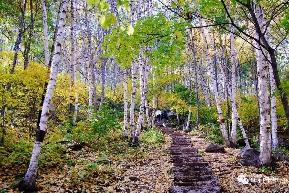 【喇叭溝門】10/13，喇叭溝門原始森林，看漫山紅葉、賞金秋白樺，免票線
